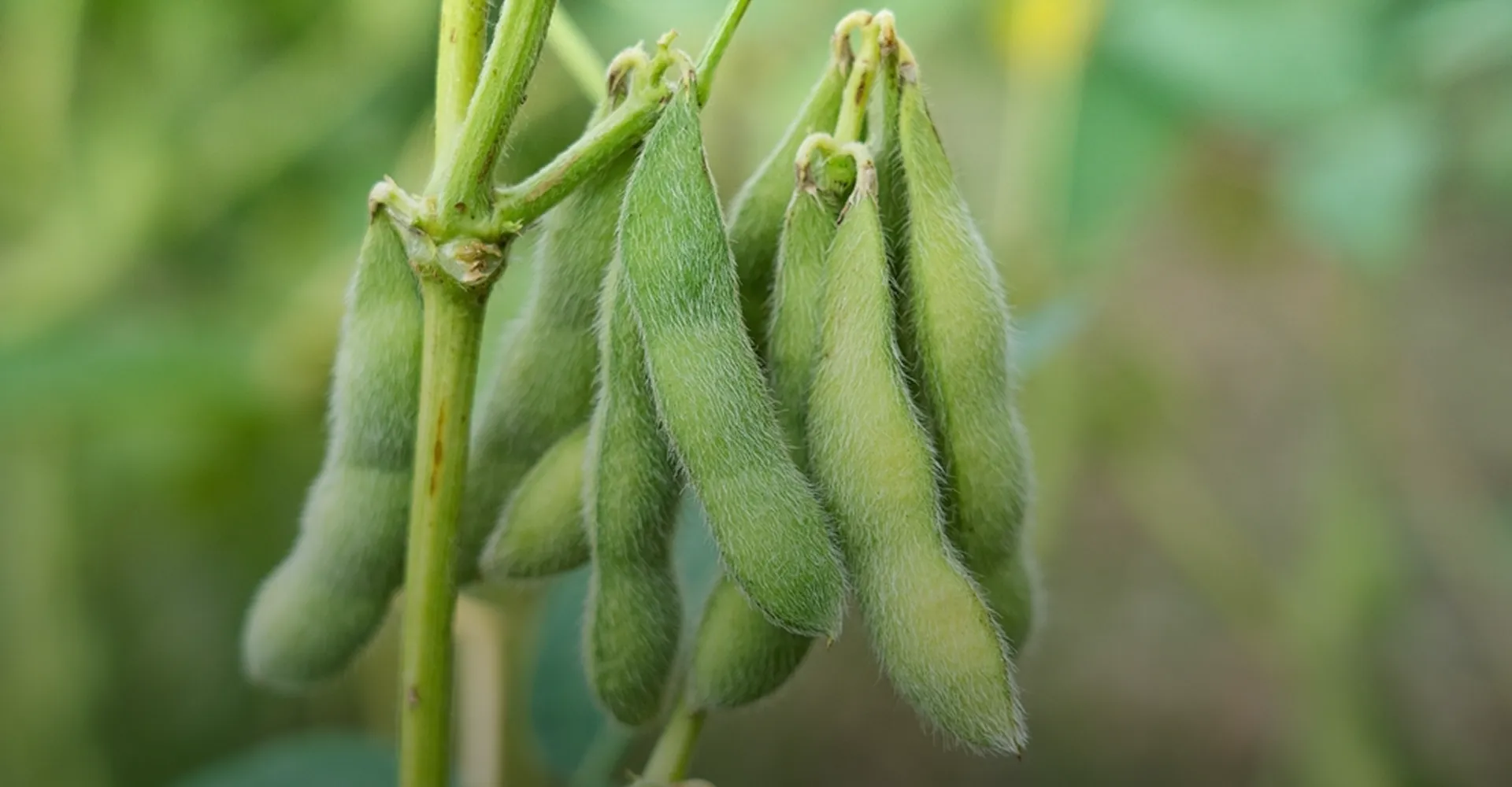 Vippy Industries soya processing facility — pioneers since 1973