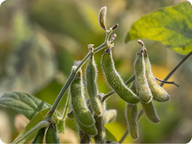 Water conservation in Vippy's sustainable soya production