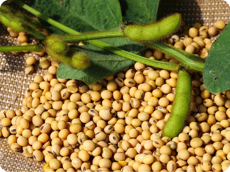 Energy efficient solar operations at Vippy Industries