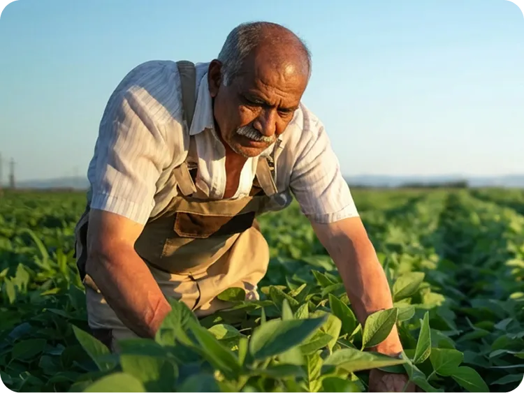 Environmentally sustainable Indian soya farming protecting forests